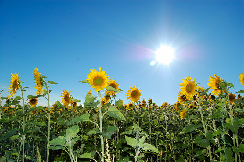 Sunflowers under a bright sun