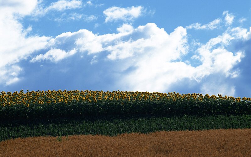 Sunflowers under a cloudy sky