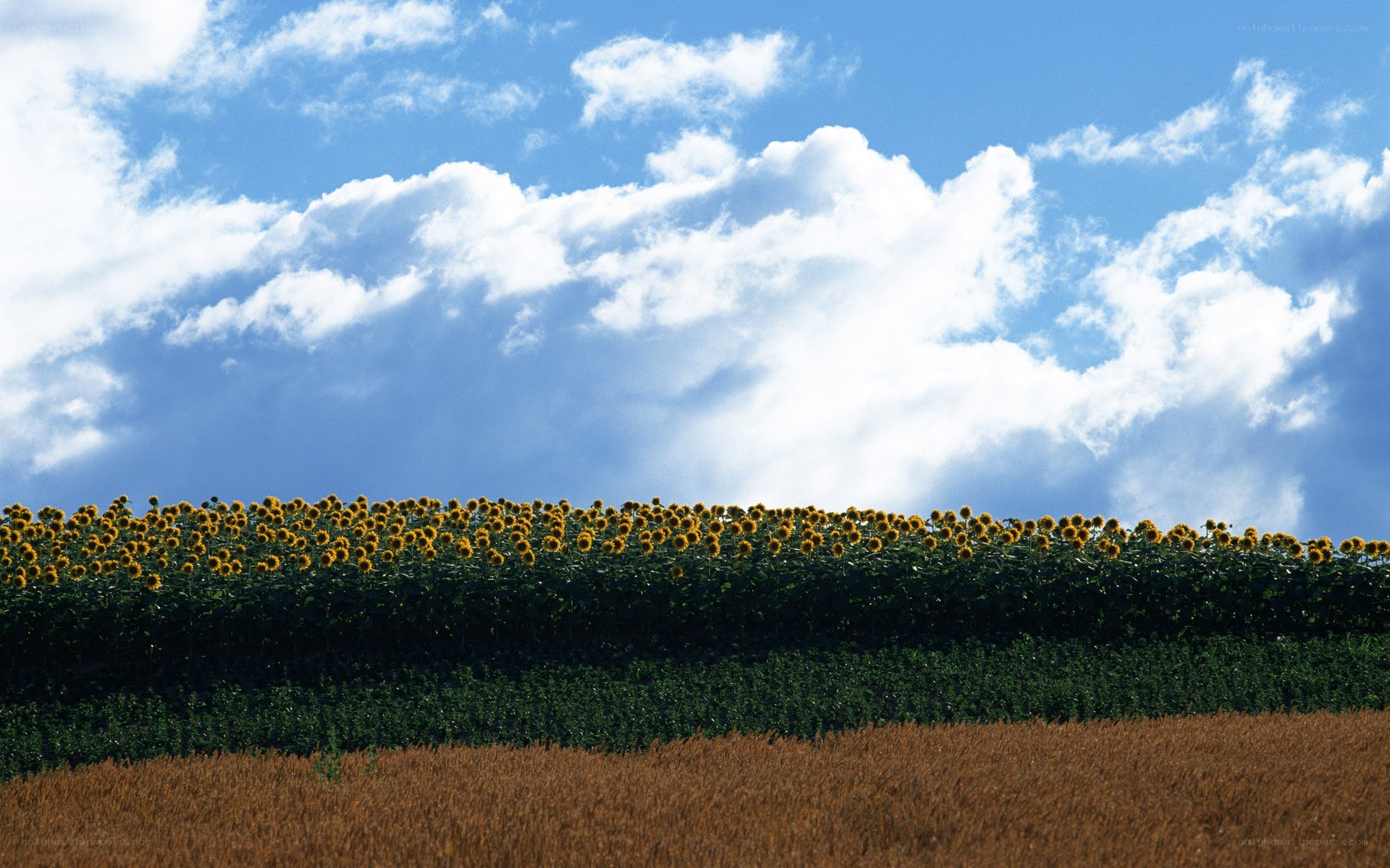 Sunflowers under a cloudy sky