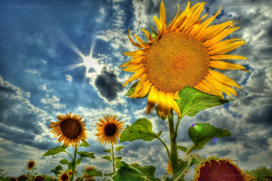 Sunflowers under a dramatic sky