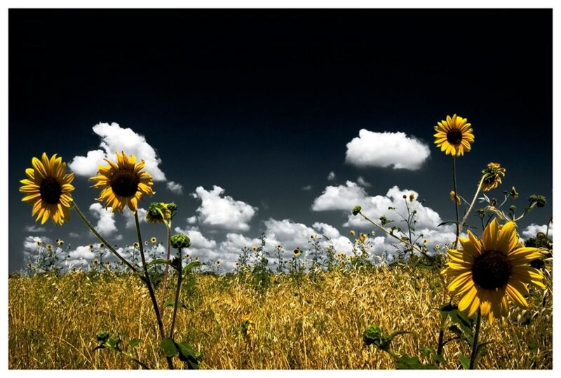 Sunflowers under a dramatic sky