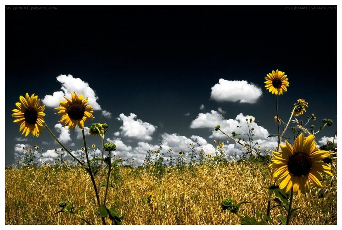 Sunflowers under a dramatic sky