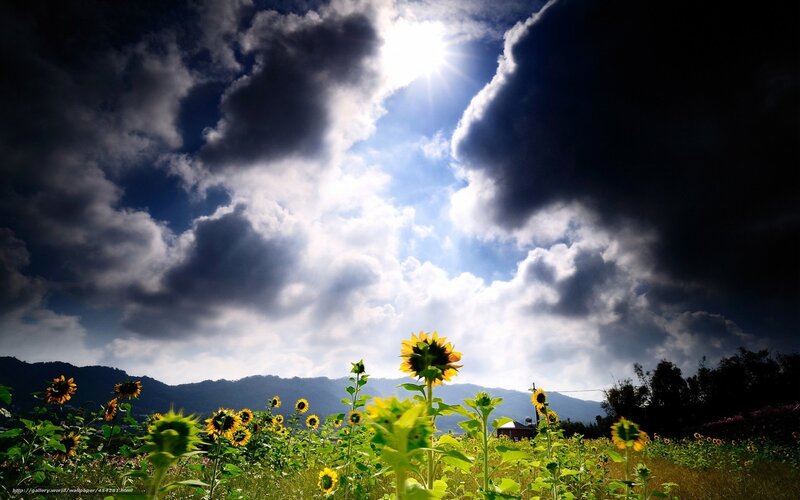 Sunflowers under a dramatic sky