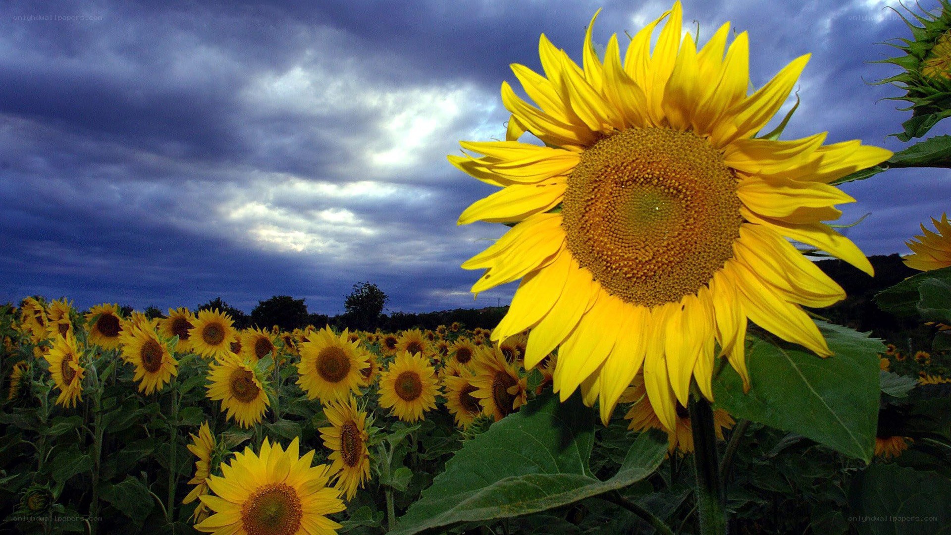 Sunflowers under a stormy sky