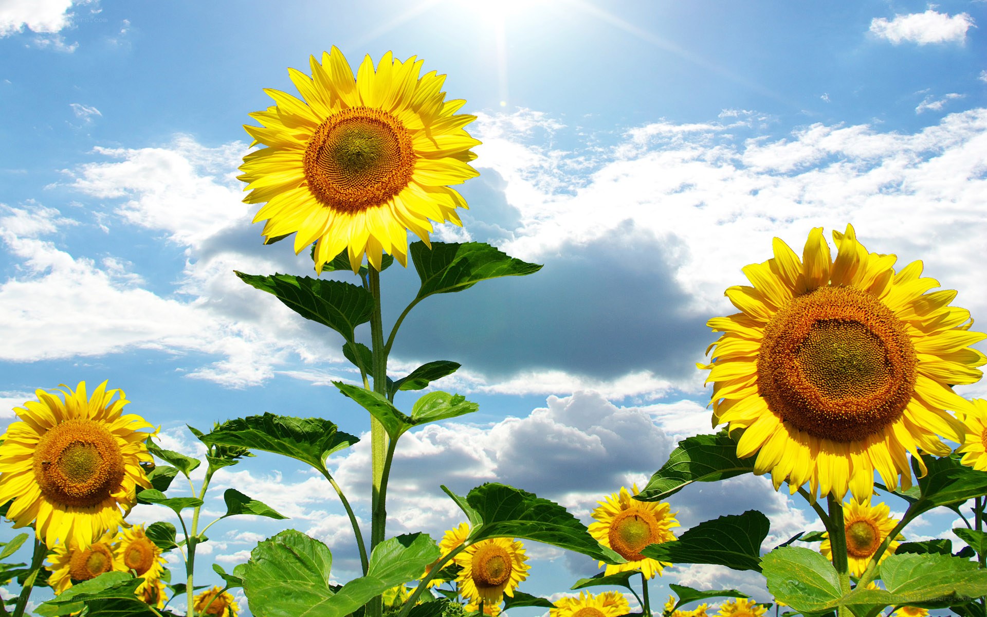 Sunflowers under a sunny sky