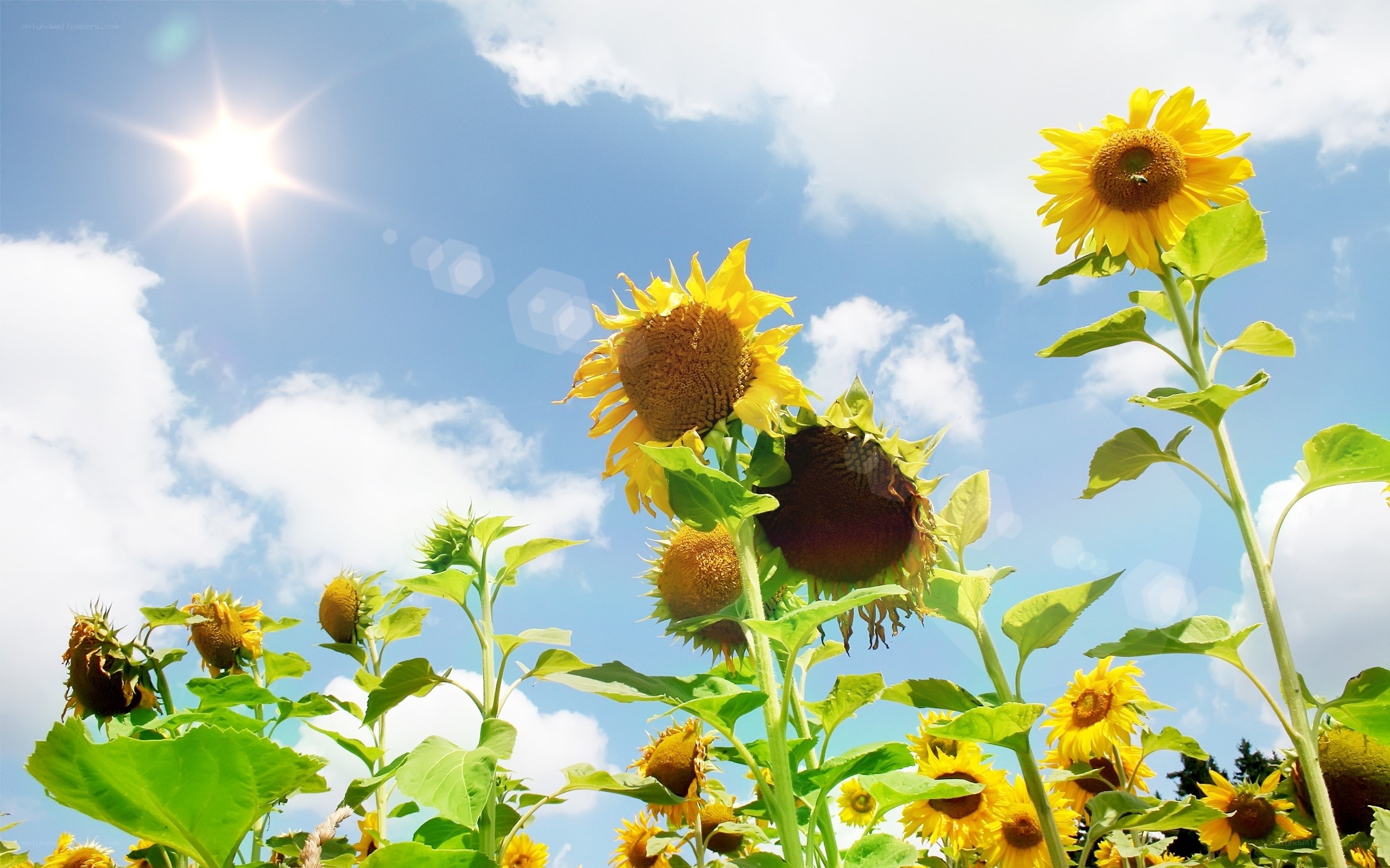 Sunflowers under a sunny sky