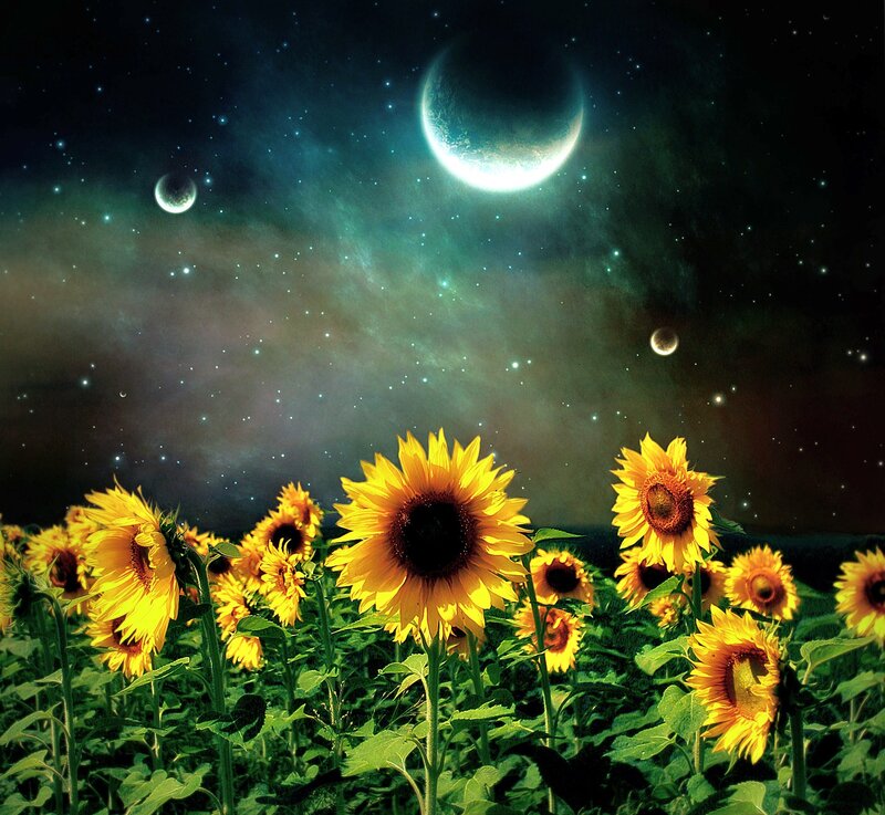 Sunflowers under alien sky