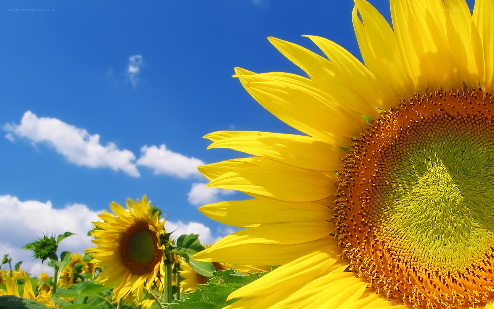 Sunflowers under blue sky