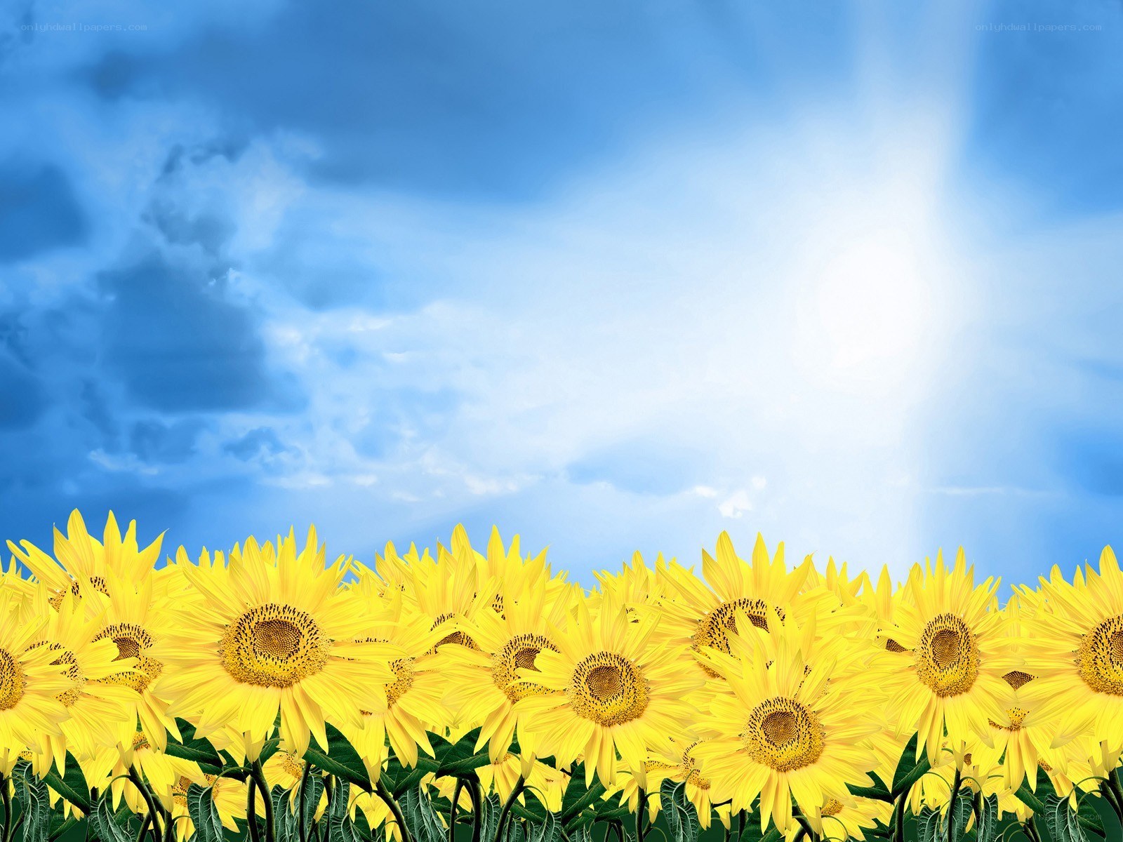 Sunflowers under blue sky