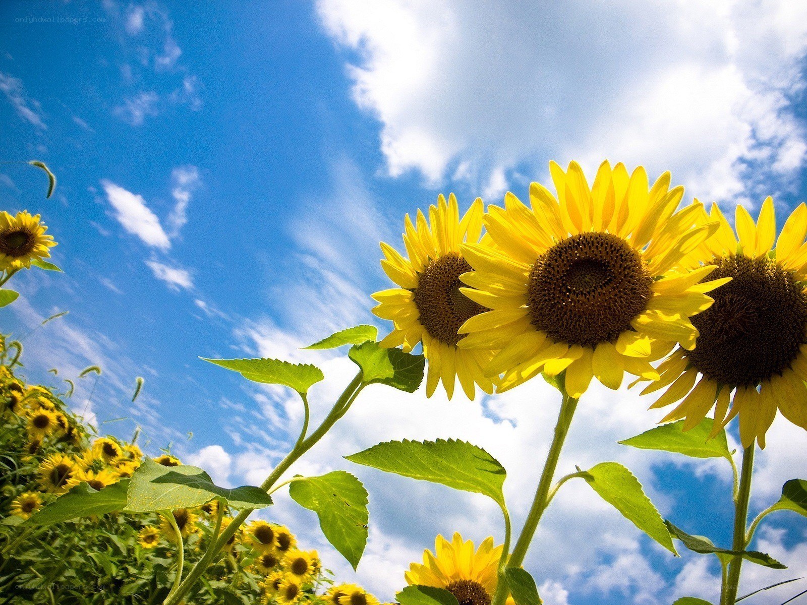 Sunflowers under blue sky