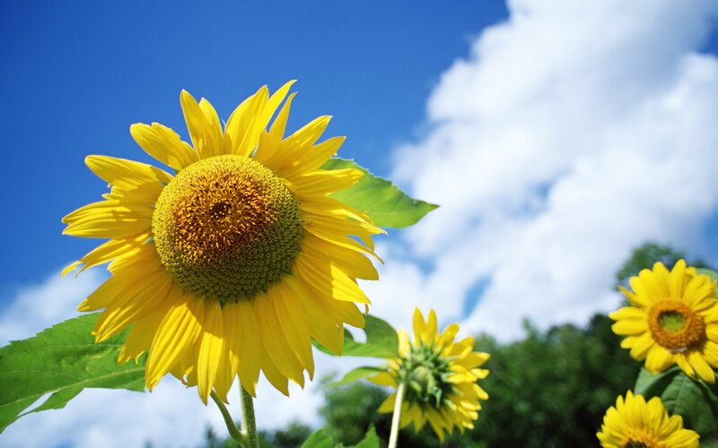 Sunflowers under blue sky