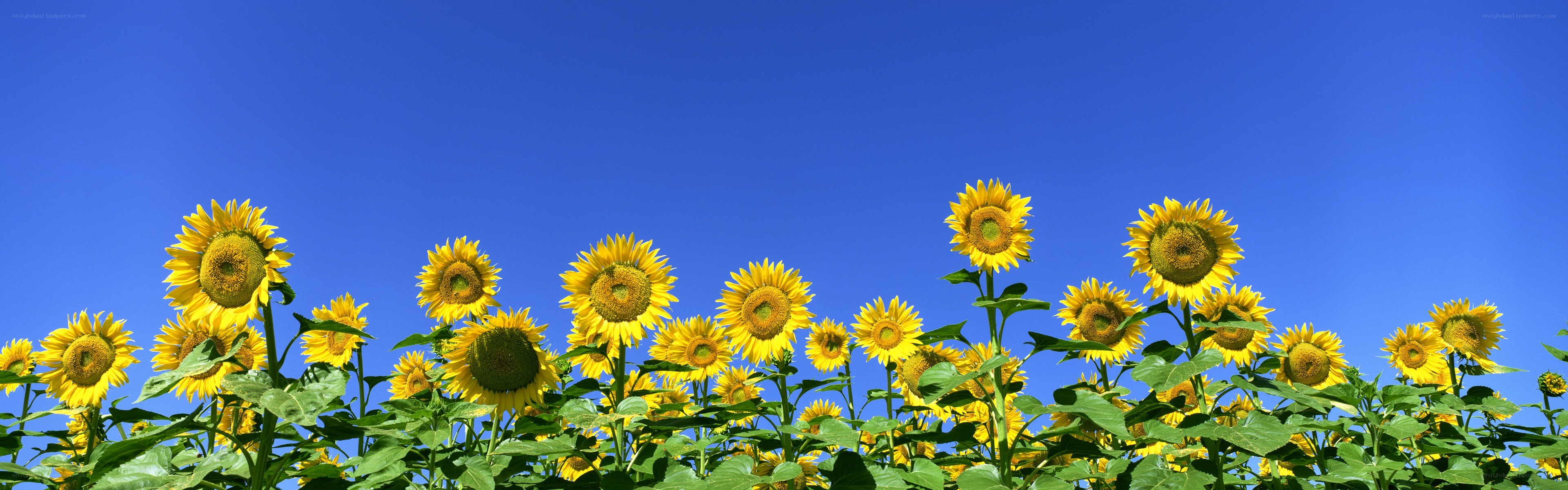 Sunflowers under blue sky