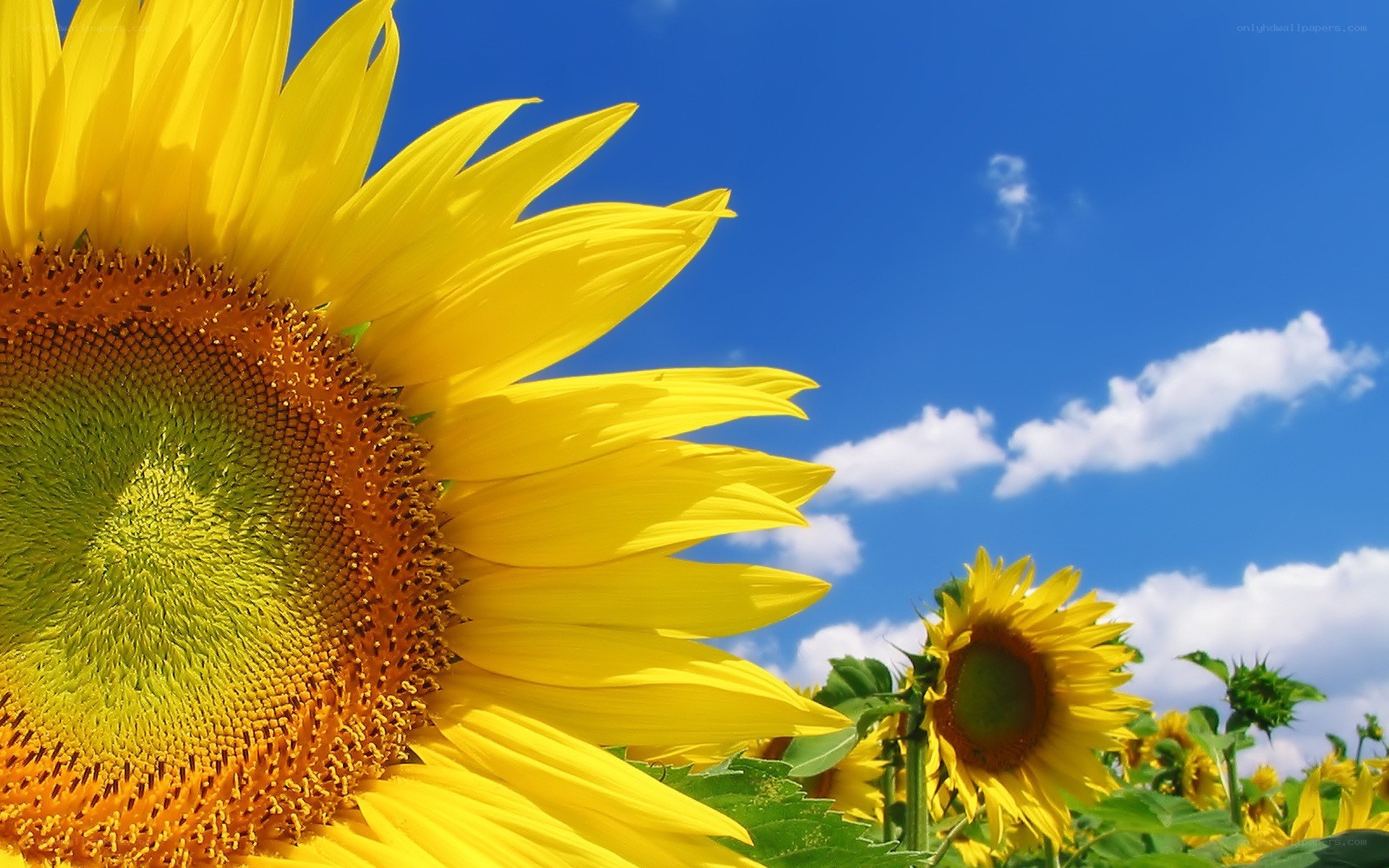 Sunflowers under blue sky