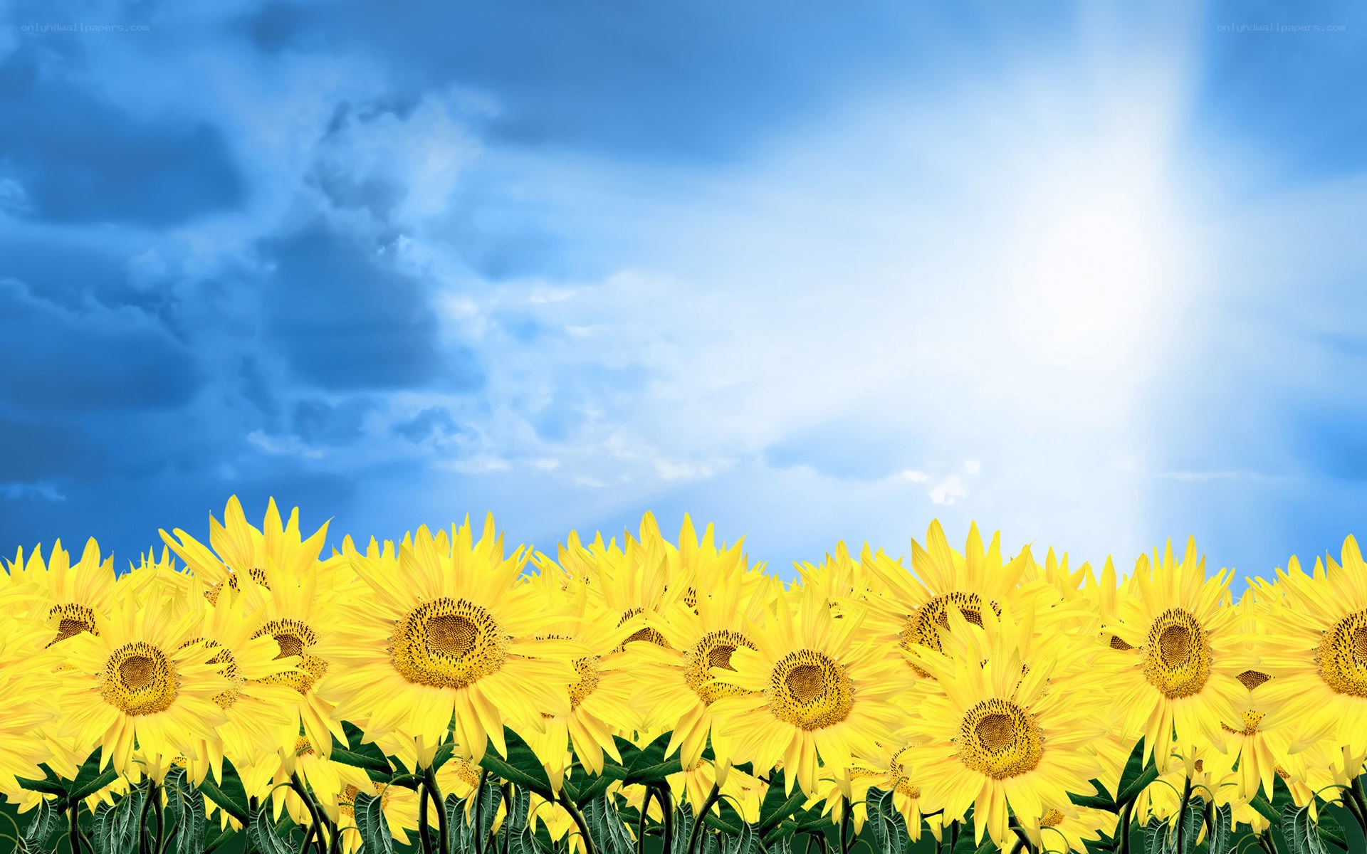 Sunflowers under blue sky