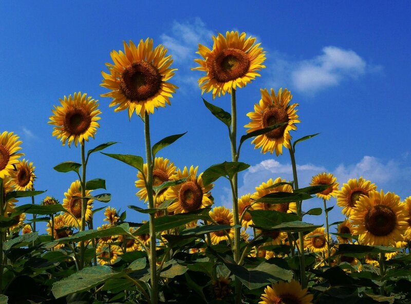 Sunflowers under blue sky