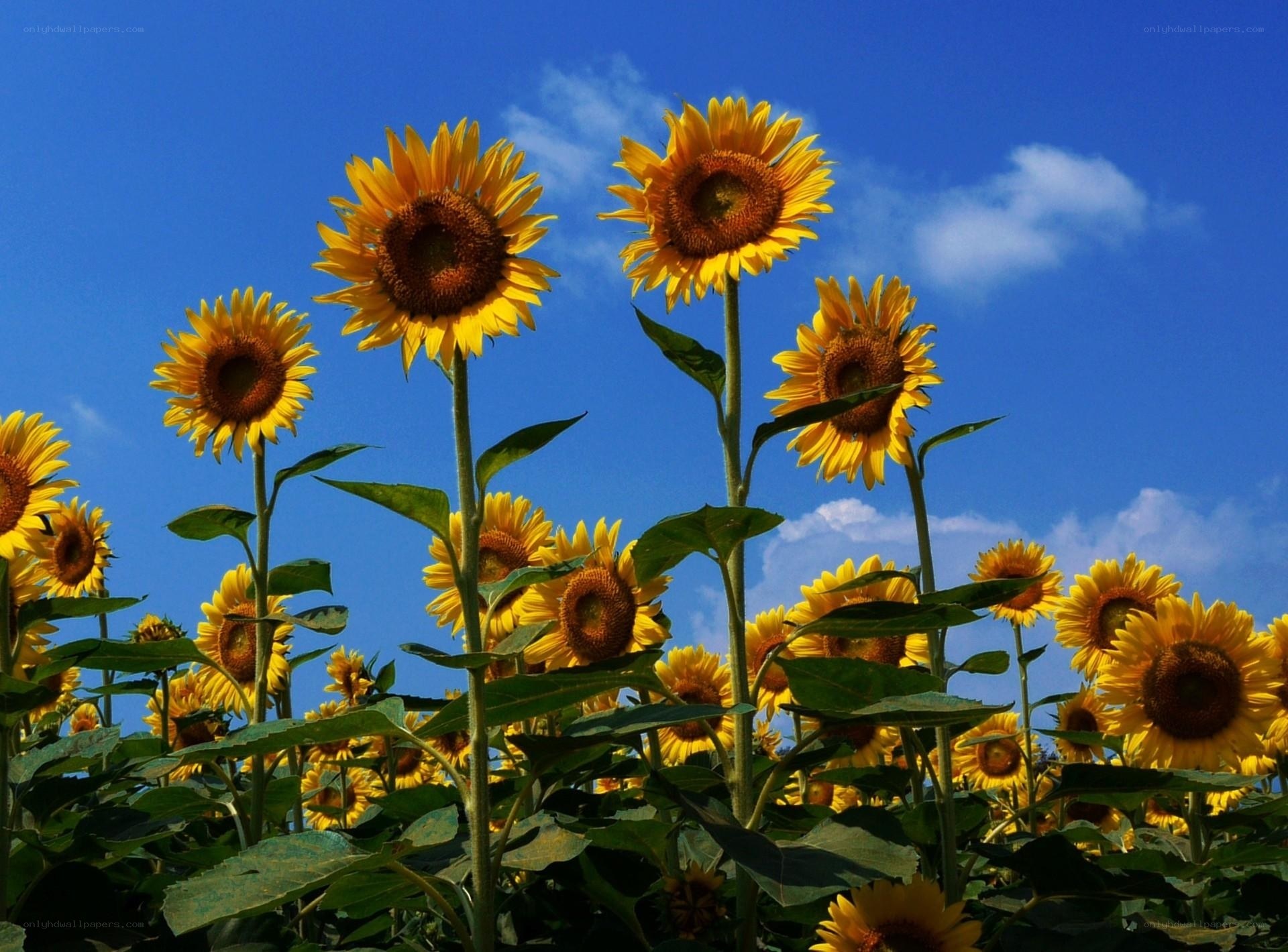 Sunflowers under blue sky