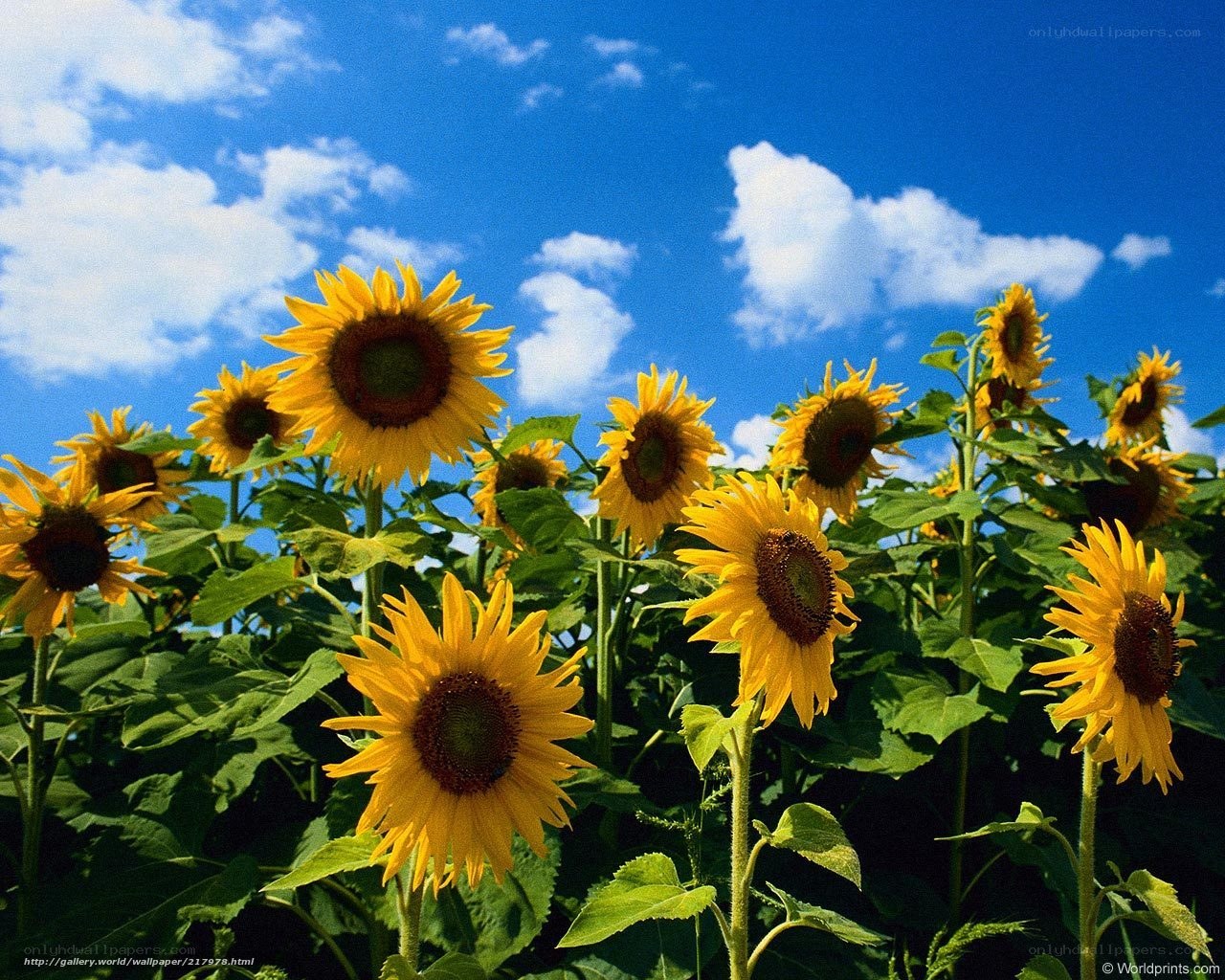 Sunflowers under blue sky