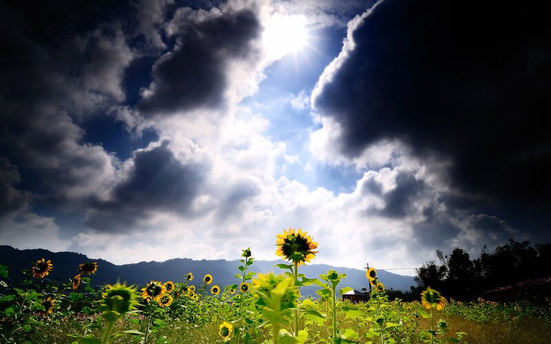 Sunflowers under dramatic sky