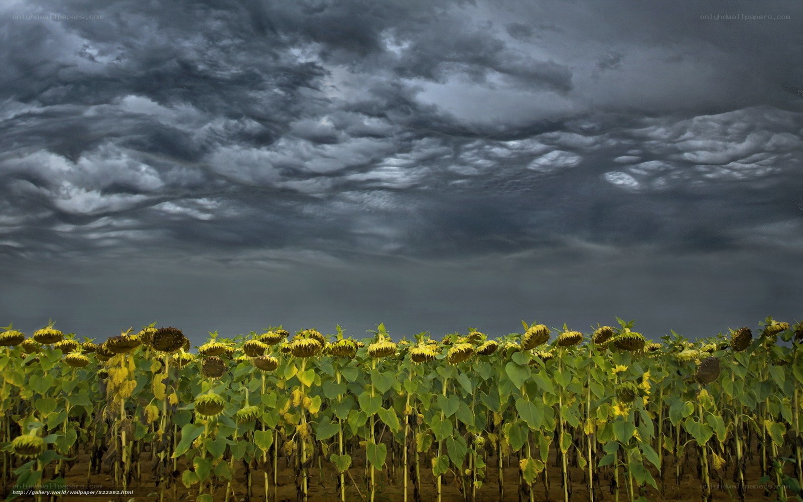 Sunflowers under stormy sky