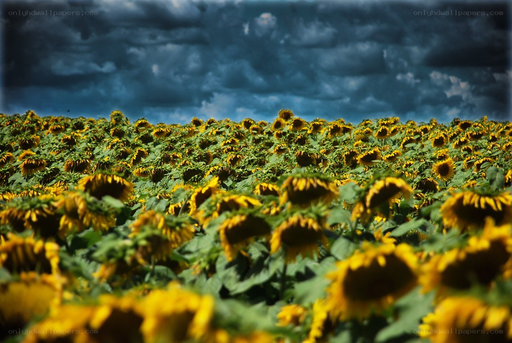 Sunflowers under stormy sky
