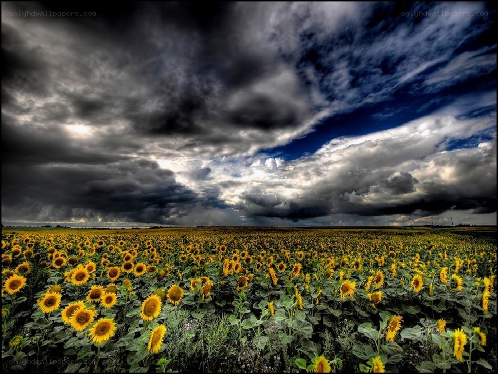 Sunflowers under stormy sky