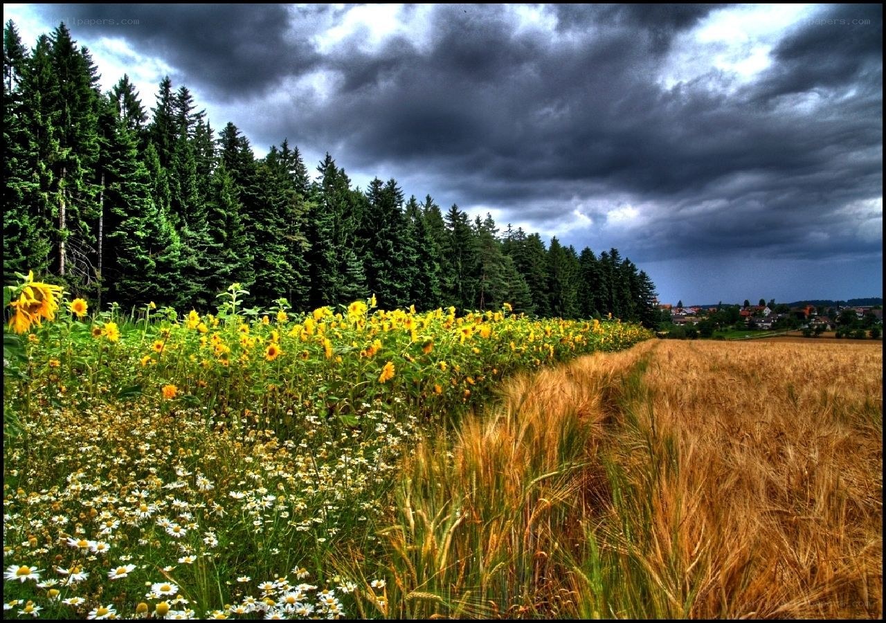 Sunflowers under stormy sky
