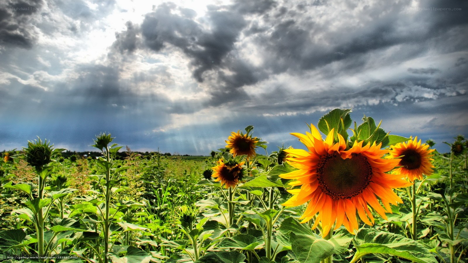 Sunflowers under stormy sky