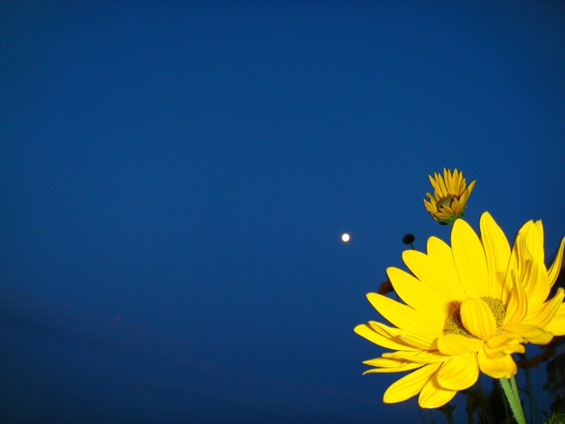 Sunflowers under the moon