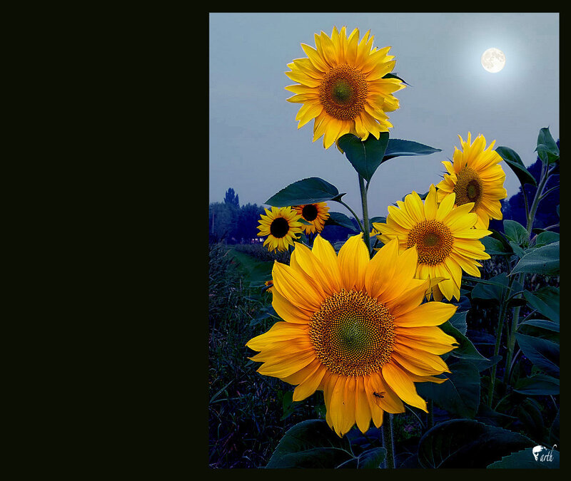 Sunflowers under the moonlight