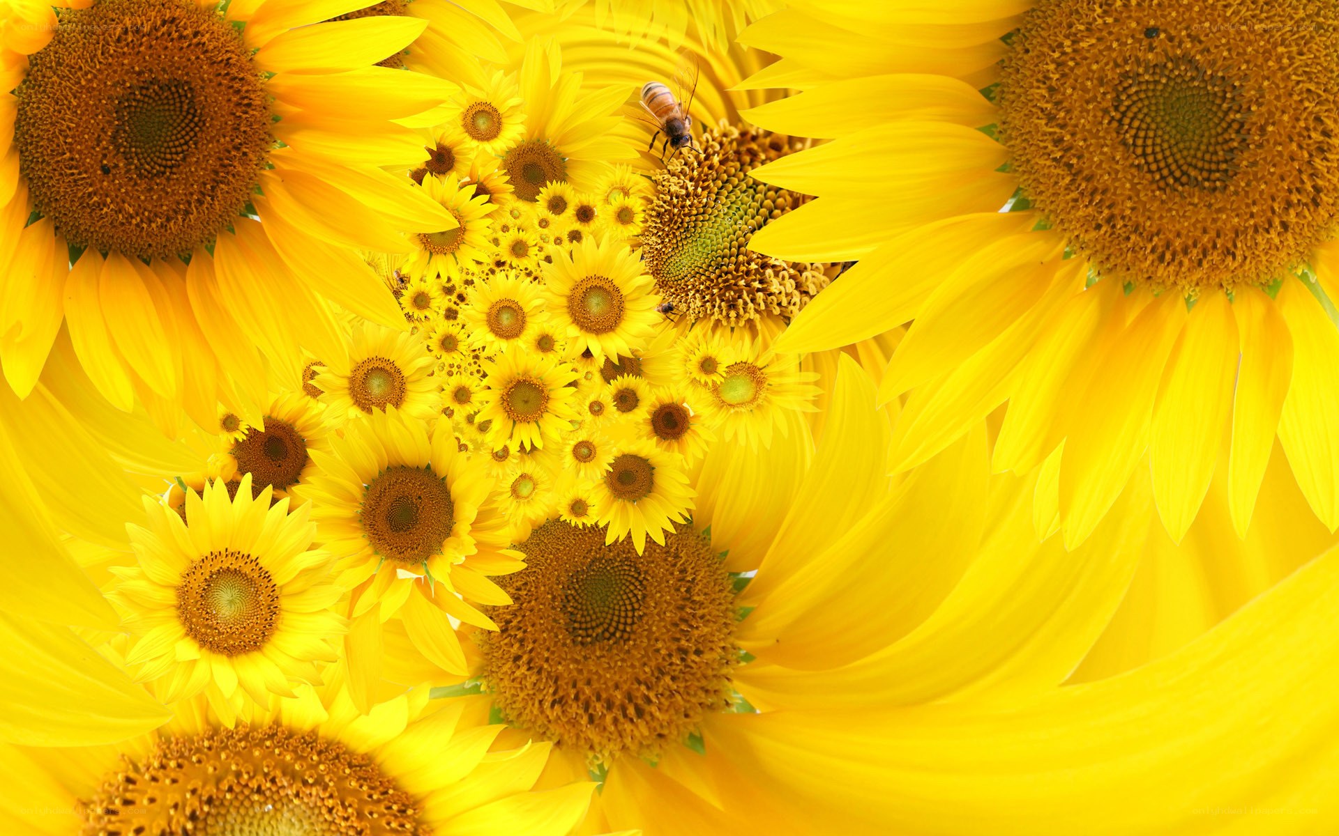 Sunflowers with a bee