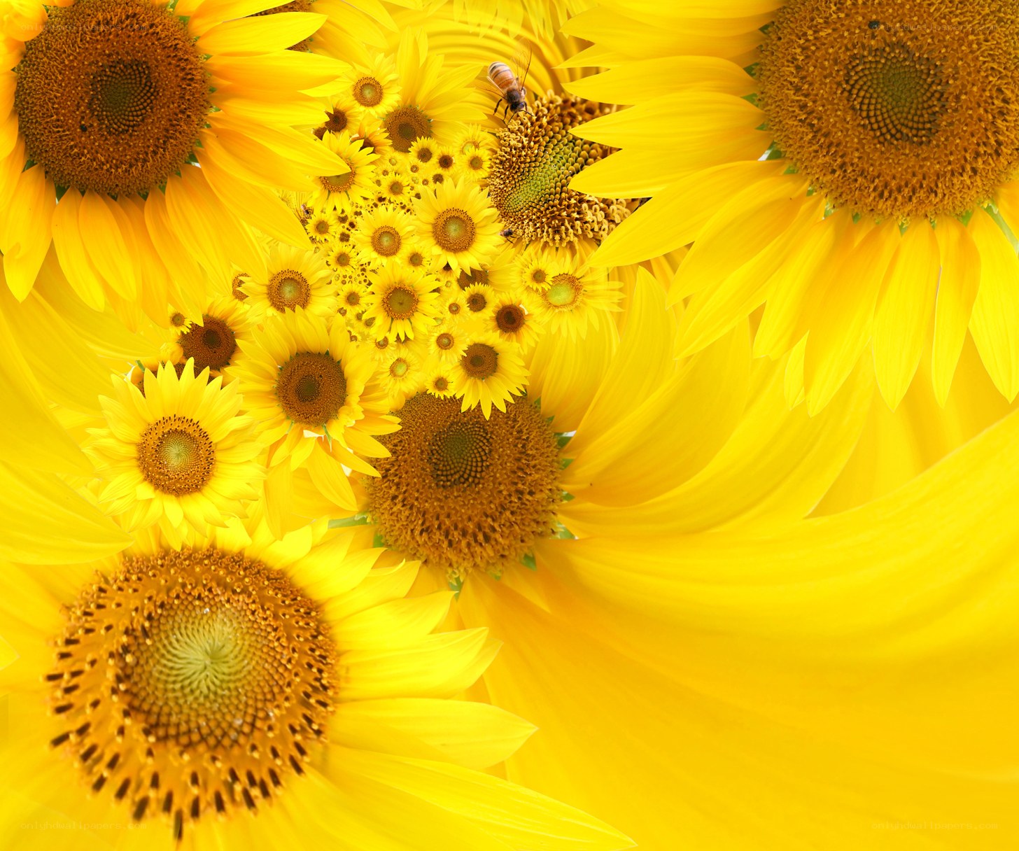 Sunflowers with a bee