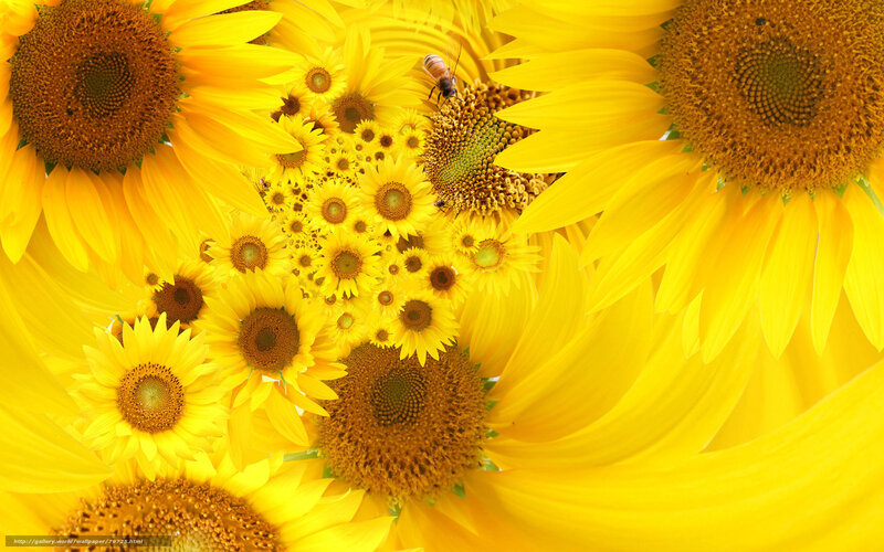 Sunflowers with a bee