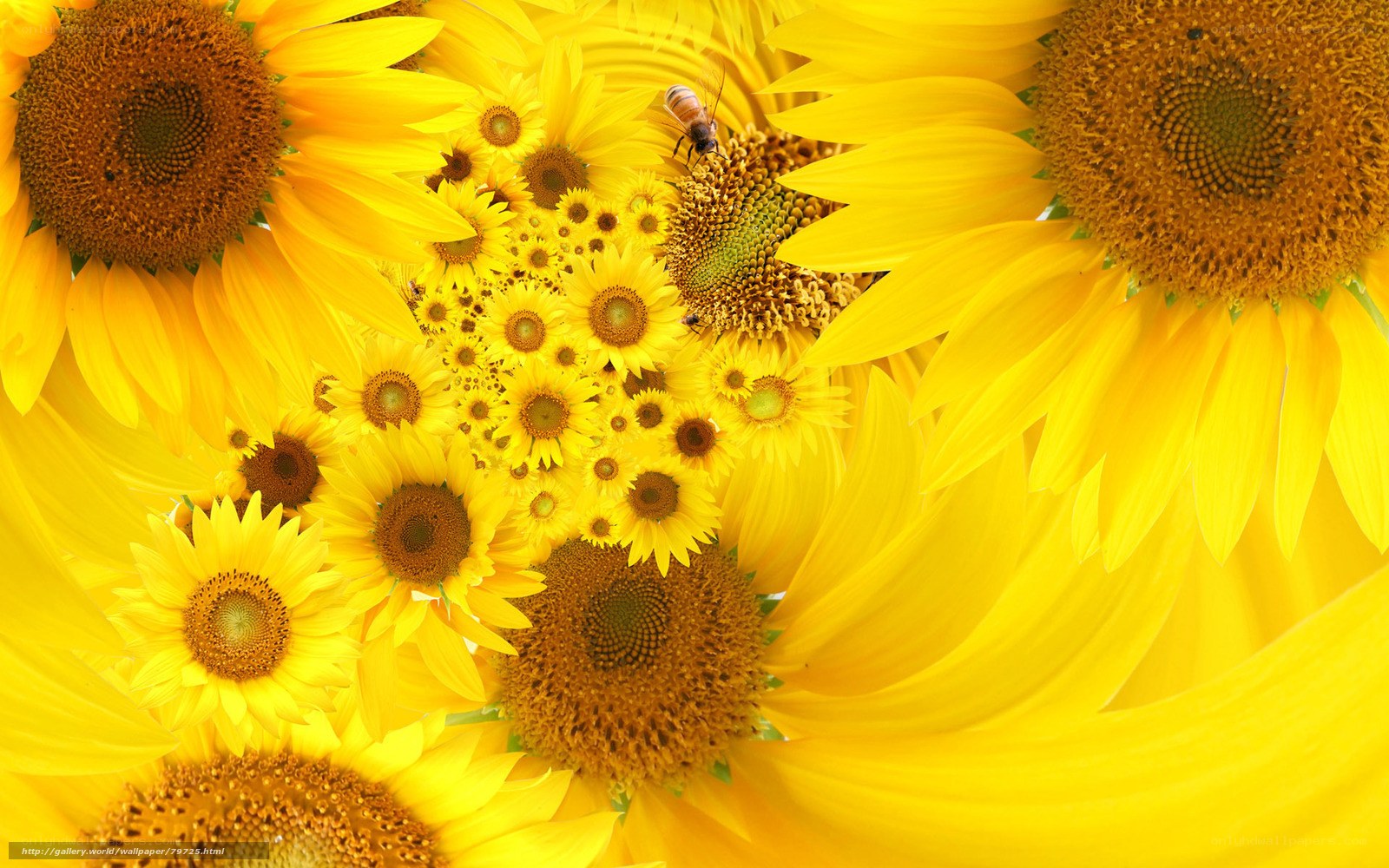 Sunflowers with a bee