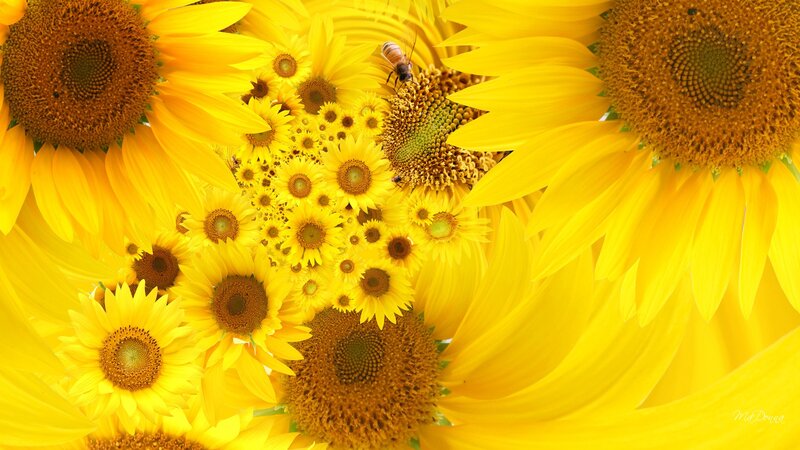 Sunflowers with Bee — Yellow, Bright