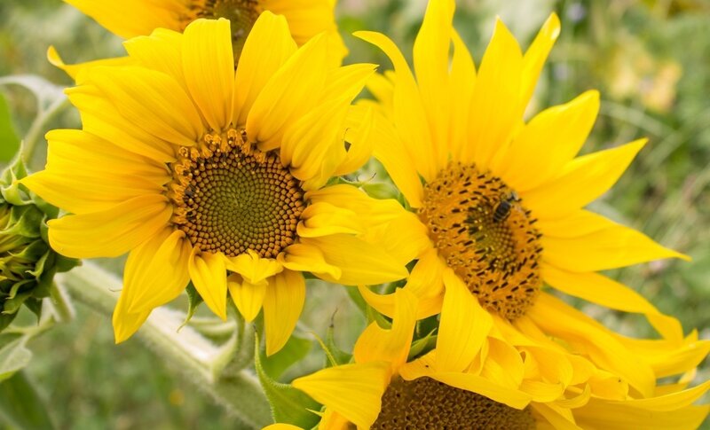 Sunflowers with Bee — Yellow, Calm