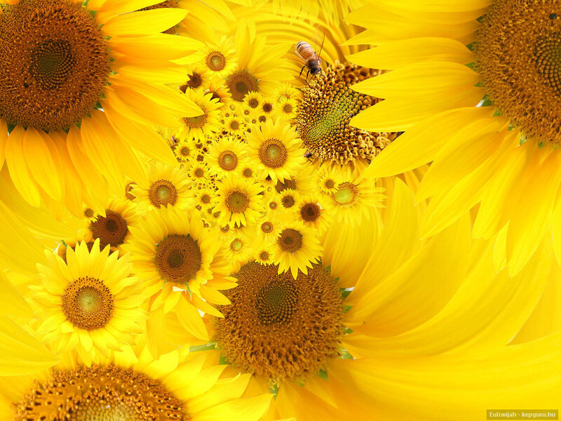 Sunflowers with Bee — Yellow