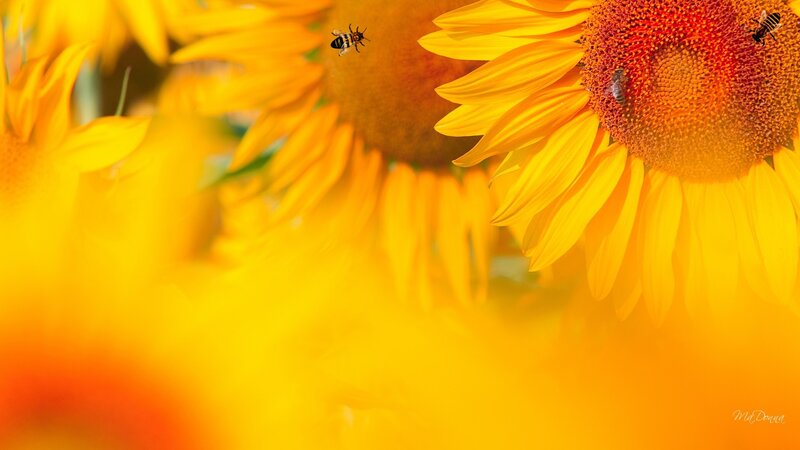 Sunflowers with Bees