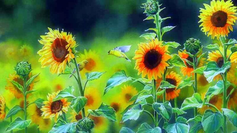 Sunflowers with Birds — Yellow, Serene