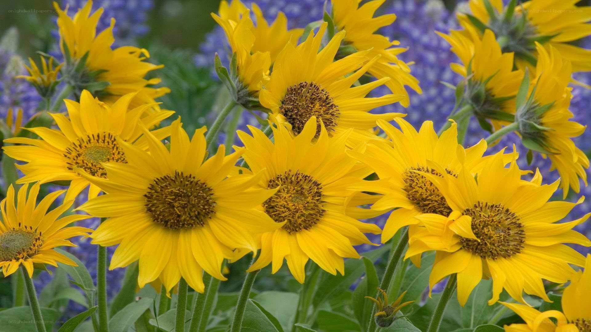Sunflowers with bluebonnets