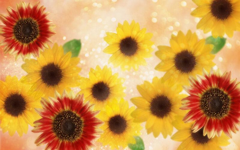 Sunflowers with bokeh background