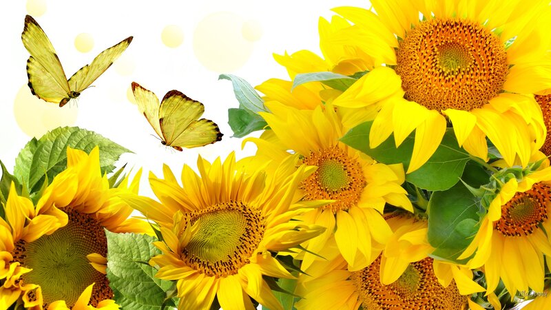 Sunflowers with Butterflies — Yellow, Bright, Cheerful