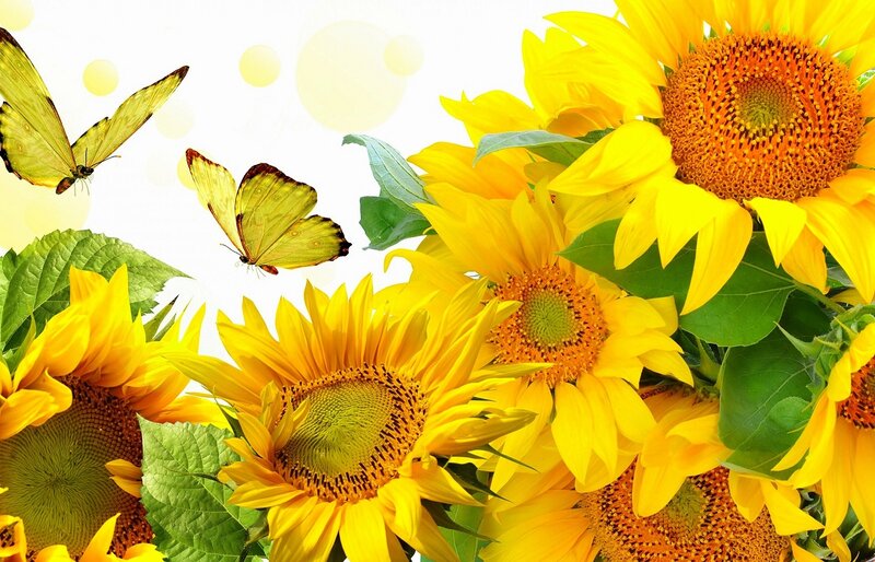 Sunflowers with Butterflies — Yellow, Bright