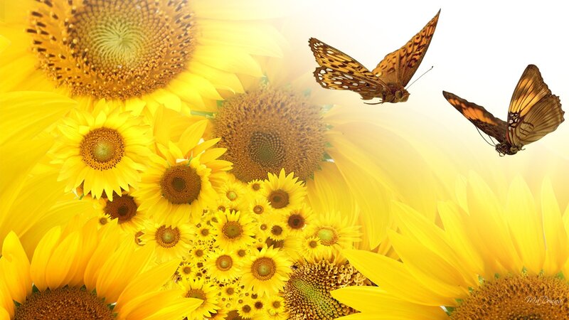 Sunflowers with Butterflies — Yellow