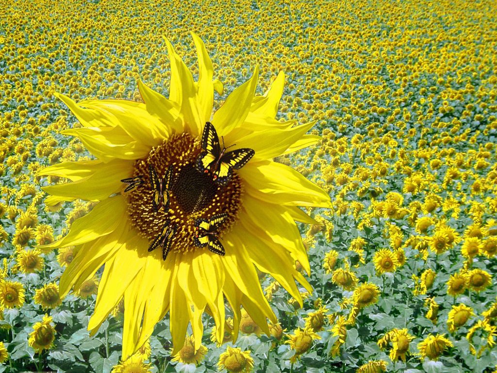 Sunflowers with butterflies