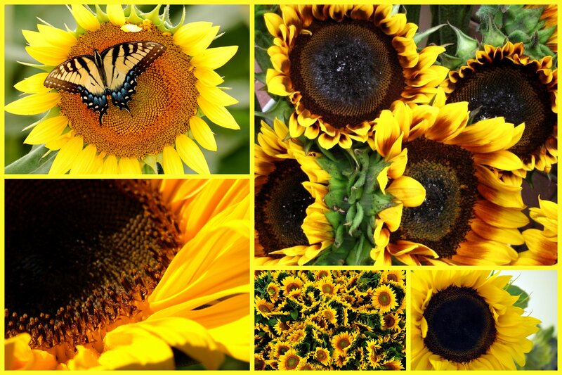 Sunflowers with Butterfly