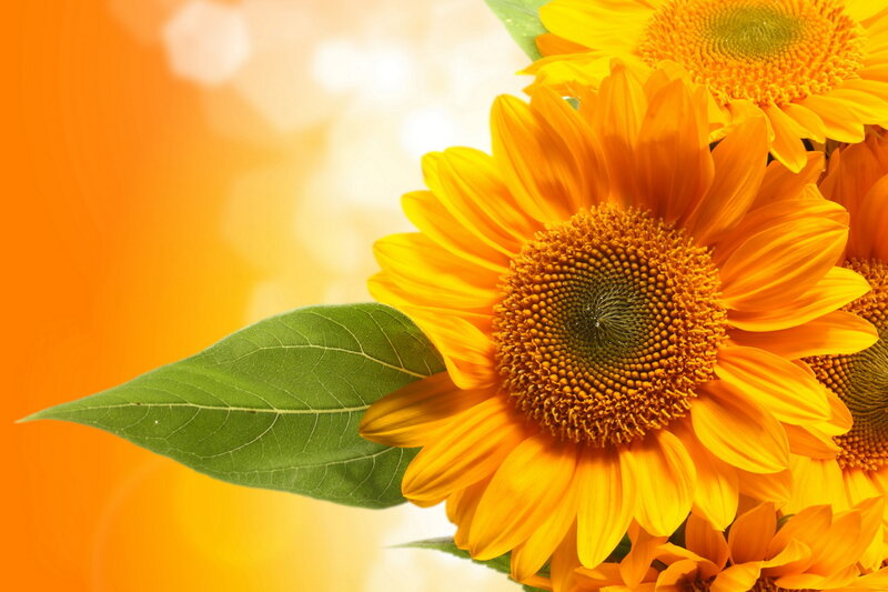 Sunflowers with Green Leaf