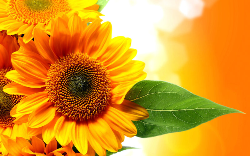 Sunflowers with Green Leaf — Yellow