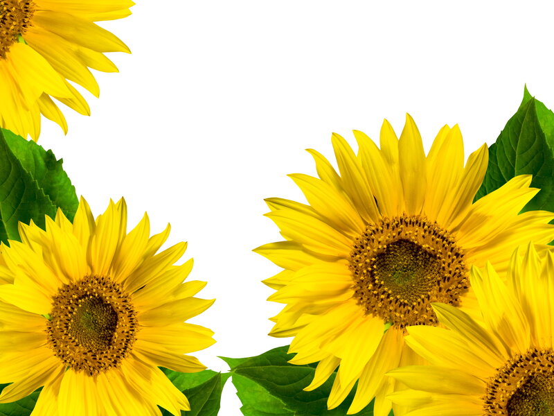 Sunflowers with Green Leaves