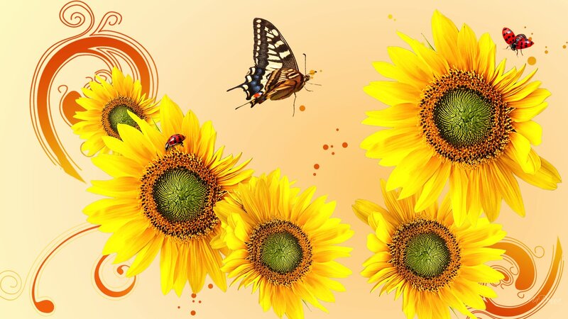 Sunflowers with Insects