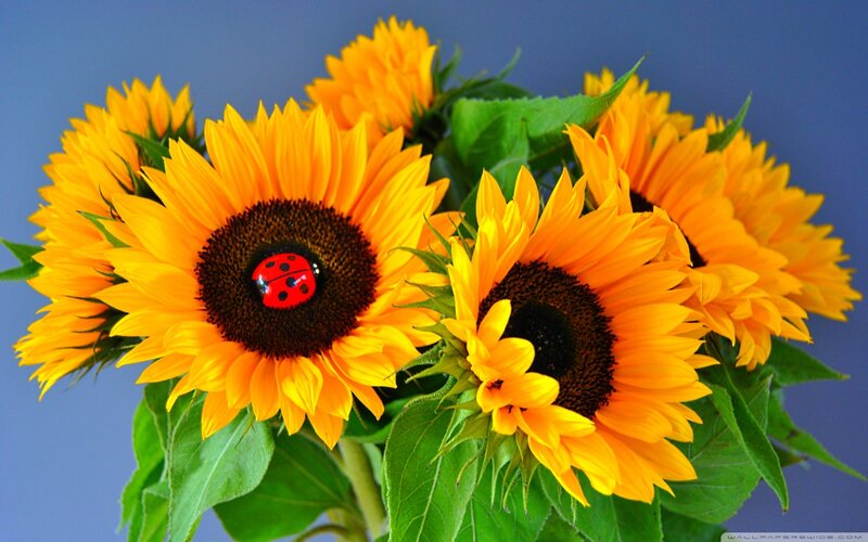 Sunflowers with Ladybug — Yellow